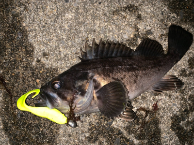 平成最後の釣行！？