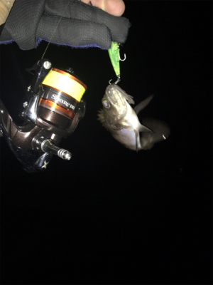 ライトゲーム は楽しいよね〜