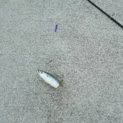 一年以上ぶりの