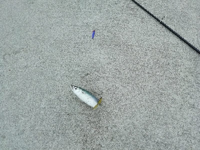 一年以上ぶりの