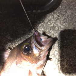 サクッとメバル