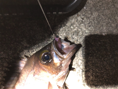 サクッとメバル