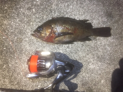 メバル・アジ・ガシラ