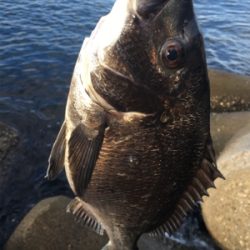 テトラで落とし込み