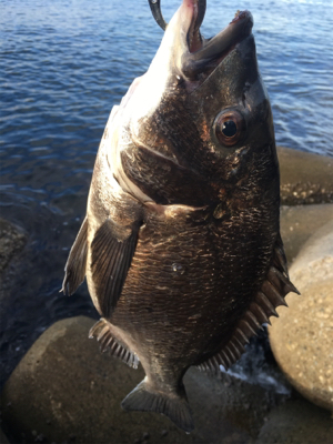 テトラで落とし込み