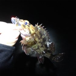 泉南フロートメバル&アジ