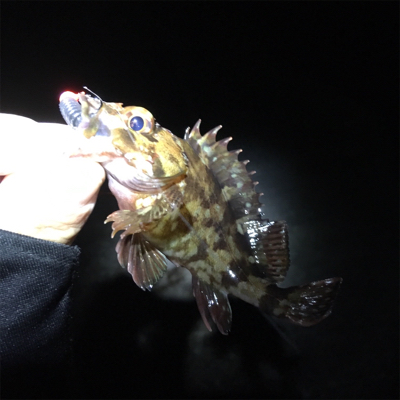 泉南フロートメバル&アジ