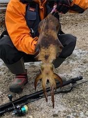 平成最後の春イカ❗️❗️❗️