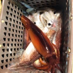 今期初のイカメタルin和歌山