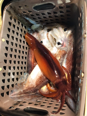 今期初のイカメタルin和歌山