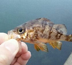 2019年4月30日釣行in岐志漁港&船越漁港