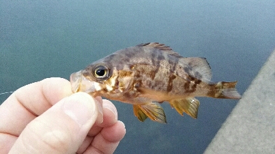 2019年4月30日釣行in岐志漁港&船越漁港