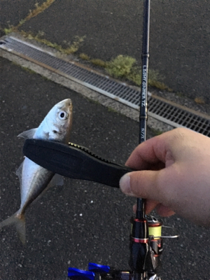 メバルを狙いに