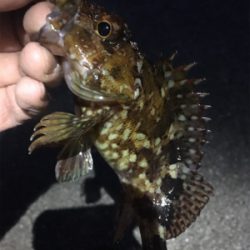 サイズアップならず