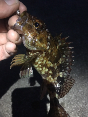 サイズアップならず