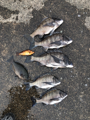 須磨一文字のチヌ