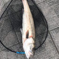 ガツンと丸飲みスズキさん