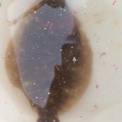 カレイより大きなフグ