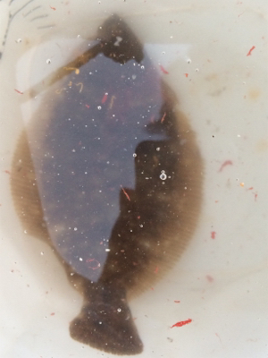 カレイより大きなフグ