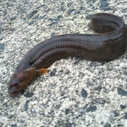 今日も釣れます!