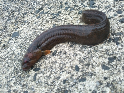 今日も釣れます!