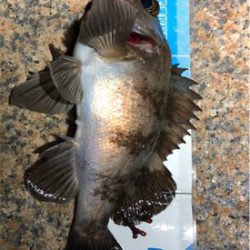 シャローメバリング