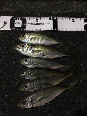 ナイトアジング