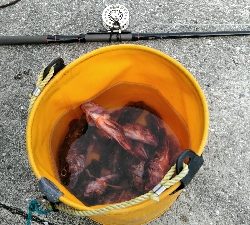 コブダイバラシ3回、ガシラ祭り