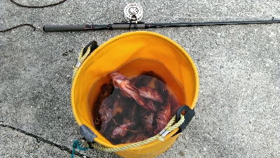 コブダイバラシ3回、ガシラ祭り