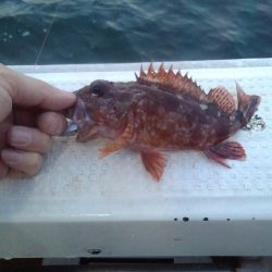 ロックフィッシュショート便