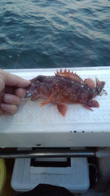 ロックフィッシュショート便