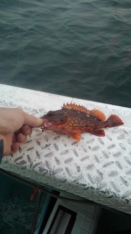 ロックフィッシュショート便参戦‼️