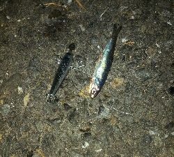 ベイトよりちょい下のレンジ