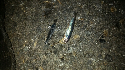 ベイトよりちょい下のレンジ