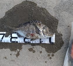 4/27釣果　チヌ45,38,36センチ