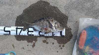 4/27釣果　チヌ45,38,36センチ