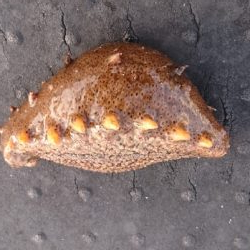 ダメダメでした。