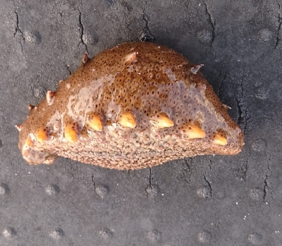 ダメダメでした。