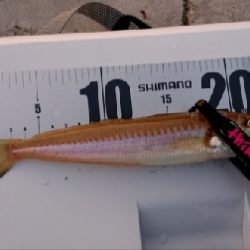 キス釣り開幕!?