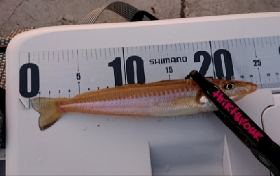 キス釣り開幕!?