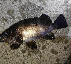 満月メバリング