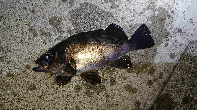 満月メバリング