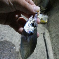 2019年4月6日釣行in岐志漁港