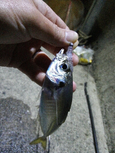 2019年4月6日釣行in岐志漁港