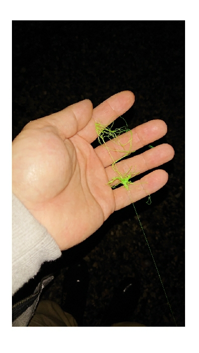 メバルが釣れない