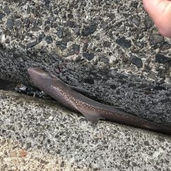 三角テトラ遠投でカレイ