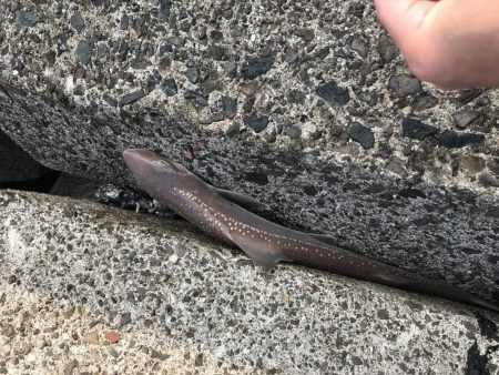 三角テトラ遠投でカレイ