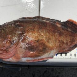 泉州丸さんでメガガシラ