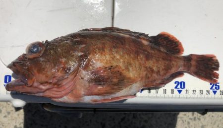 泉州丸さんでメガガシラ