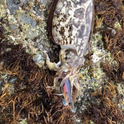 平成ラストエギング